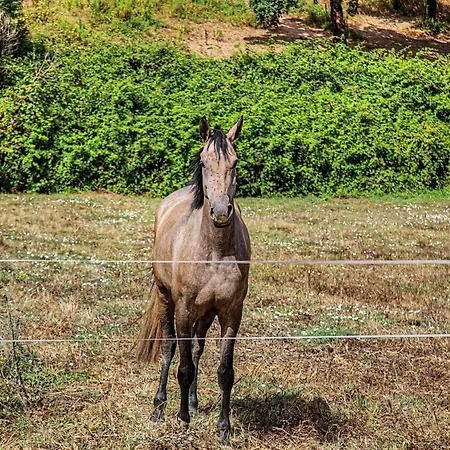 Quinta Vale Formoso Gospodarstwo agroturystyczne Venda da Costa