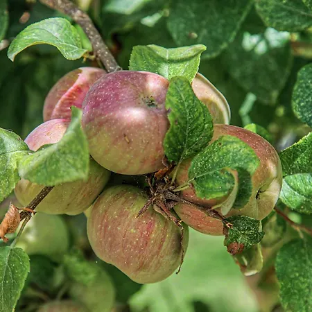 Quinta Vale Formoso Gospodarstwo agroturystyczne